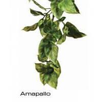 Hagen ExoTerra Amapallo Smll PT-3001