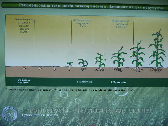 Система подкормки кукурузы от Минералис