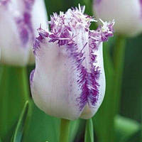 Луковиці Тюльпана Бахромчастого Aria Cards 10/11