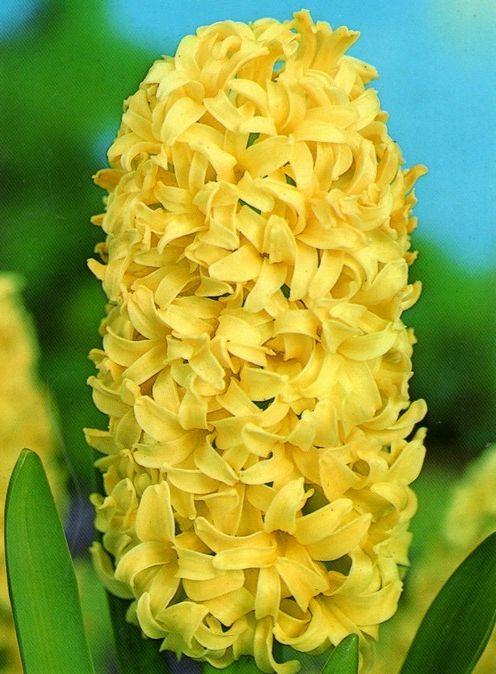 Луковиці Гіацинтів City of Haarlem 14/15, фото 1