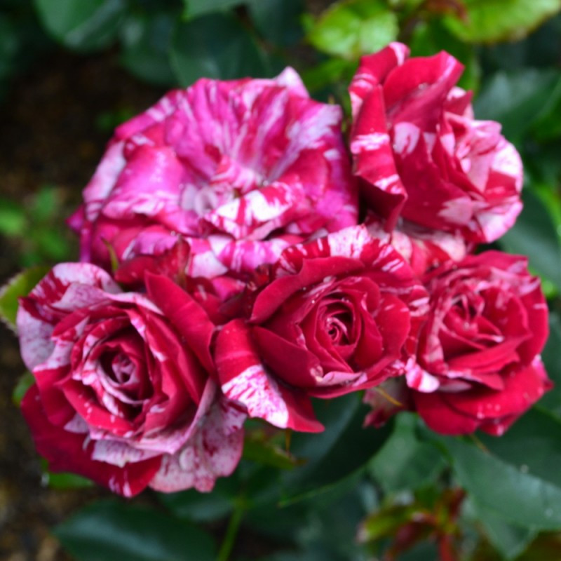 Саджанці Троянди спрей Арроу Фолиес (Arrow Follies), фото 1