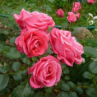 Саженцы розы флорибунда Белла Роза (Rose Bella Rosa)