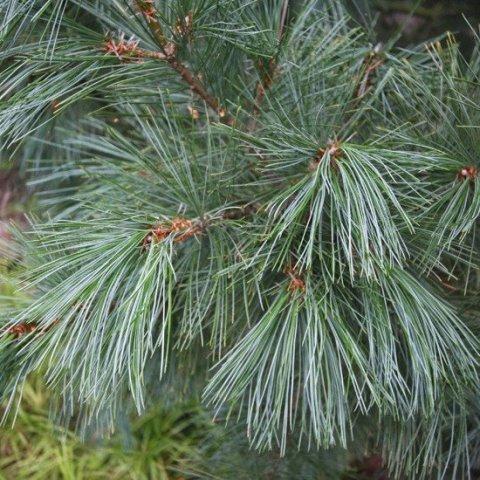 Сосна румелійська Pinus peuce 0,7 л