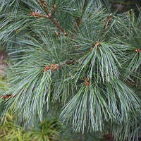 Сосна румелійська Pinus peuce 0,7 л