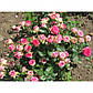 Саджанці спрей троянди Імара (Rose Imara), фото 4