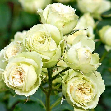 Саджанці спрей троянди Лавлі Грін (Rose Lovely Green)
