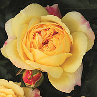 Саженцы розы флорибунда Лампион (Rose Lampion)