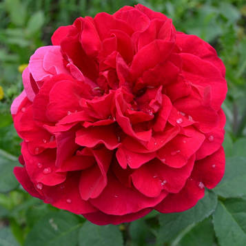 Троянда флорибунда Ред Леонардо да Вінчі (RedLeonardodaVinci)
