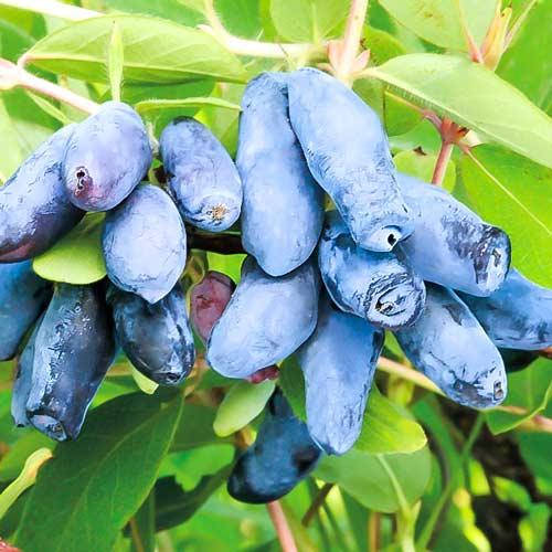 Самурай порно ойындары