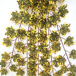 Кущ листя клен жовтий. осіннє листя 97 см, фото 3