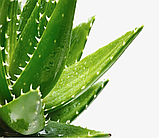 Сонцезахисний та стимулючий рано-загоєння сік - гель Алоє Barbadensis Miller Premium 100% Bio Organic 20 ml, фото 6