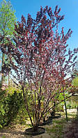 Слива "Писсарди" Prunus cerasifera 'Pissardii' с 120 l h 350