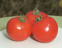 Насіння томату Полфаст F1 / Polfast F1 - 5 гр