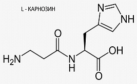 L - Карнозин