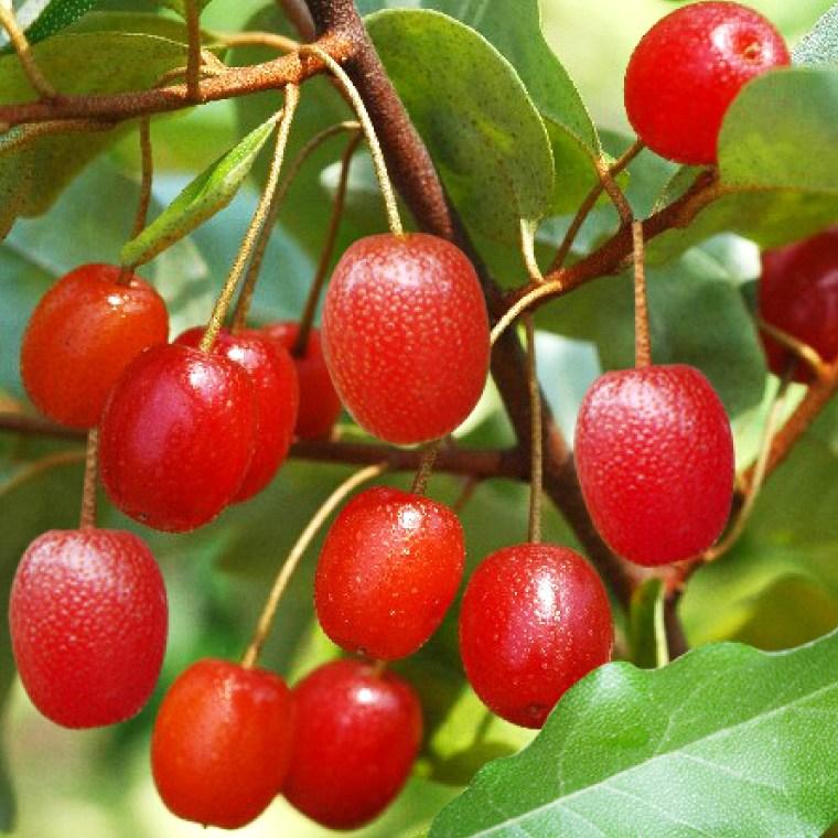 Саджанці гумі, фото 1