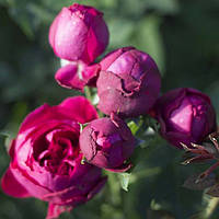 Саджанці троянд флорибунда Помпонелла (Pomponella)