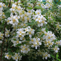 Бузок мелколістний суничний (Philadelphus microphyllus)