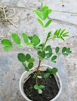 Акація жовта (карагана). Сеянці в контейнерах Д5.