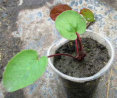 Кухонні, цілющі трави. Овочева розсада.