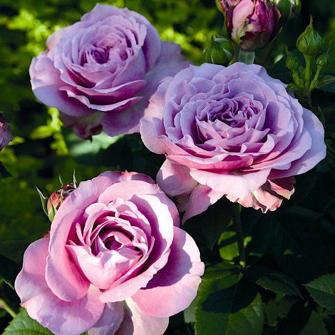 ЛАВАНДА, фото 1