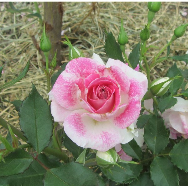 Саджанці спрей троянди Регенсберг (Regensberg), фото 1