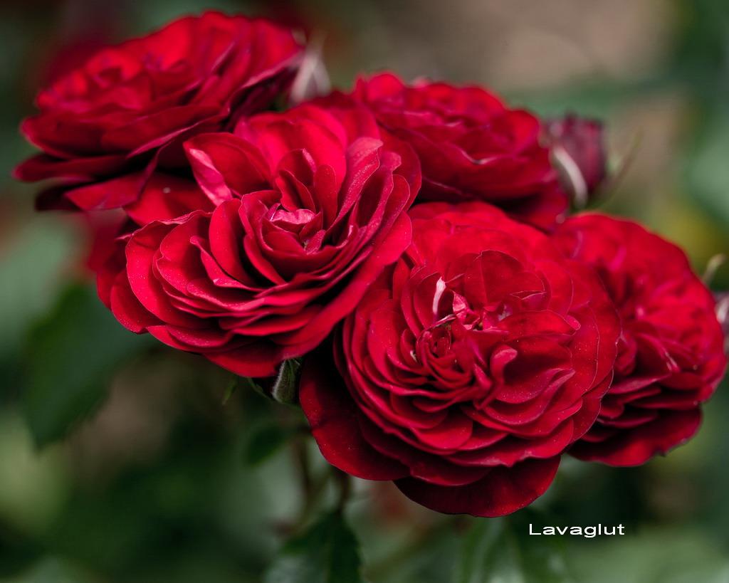 Саджанці спрей троянди Лаваглут (Lavaglut), фото 1