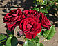Саджанці спрей троянди Лаваглут (Lavaglut), фото 2