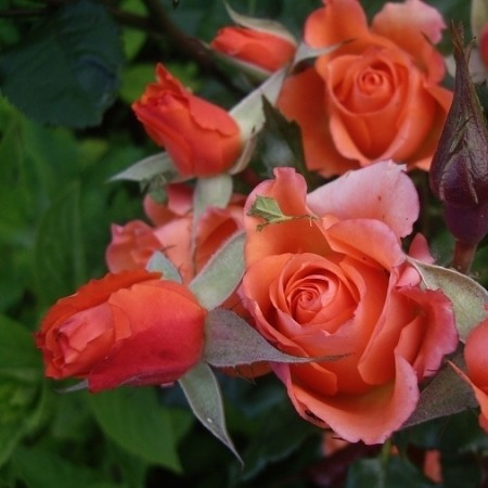 Саджанці троянди спрей Алегрія (Alegria), фото 1