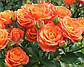Саджанці троянди спрей Алегрія (Alegria), фото 4