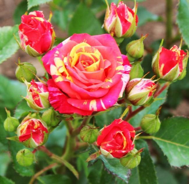 Роза спрей Фаєр Флеш "Вогняна" (Flash Fire), фото 1