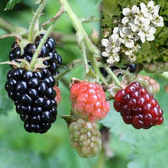 Ожина сорт Дойл (Doyle) 3 річна, конт. 5 л