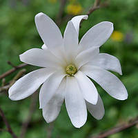 Магнолія "Стеллата" Magnolia Stellata Cloud С100 Н250