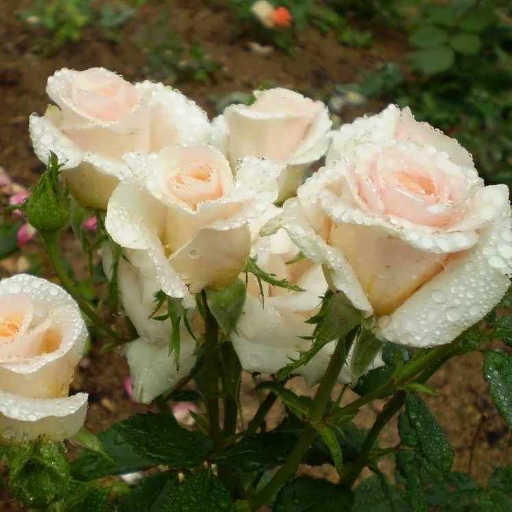 Роза спрей Яна (Jana), фото 1