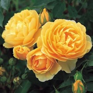 Саджанці троянди Шанни (Shanni), фото 1