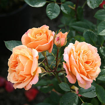 Роза Клементина (Clementine)