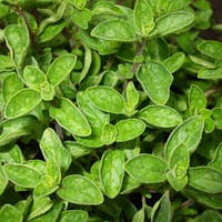 Душиця звичайний Ауреа (матерінка)