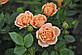 Роза Клементина (Clementine), фото 3