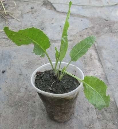 Канупер цілющий. Розсада в контейнерах Д5. Гурт від 1 шт., фото 1