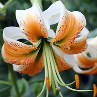 Луковиця Лілія звисаюча Lady Alice 12/14 5 шт.