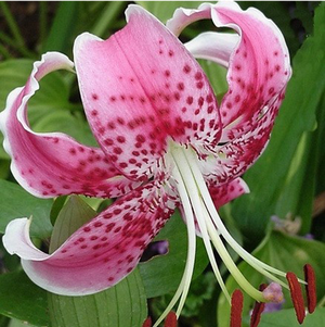 Цибулина Лілія звисаюча Speciosum Rubrum 12/14 10 шт