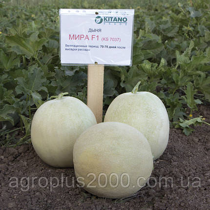 Насіння Диня Міра F1, 100 насінин Kitano Seeds, фото 1