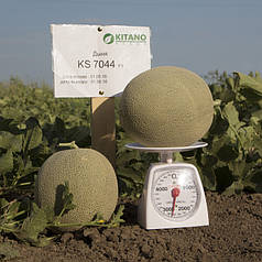 Насіння Диня KS 7044 F1, 100 насіння Kitano Seeds