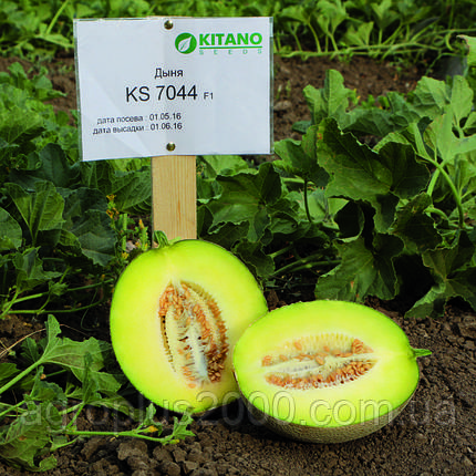 Насіння Диня KS 7044 F1, 100 насіння Kitano Seeds, фото 3