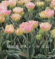 Тюльпан махровий пізній Happy Upstar (Хепі Апстар) Декоративнолистяний! 3 цибулини, фото 2