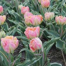 Тюльпан махровий пізній Happy Upstar (Хепі Апстар) Декоративнолистяний! 3 цибулини, фото 3