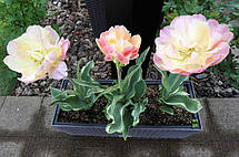 Тюльпан махровий пізній Happy Upstar (Хепі Апстар) Декоративнолистяний! 3 цибулини, фото 4