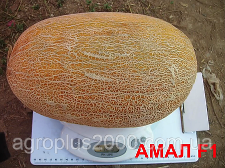 Насіння Диня Амаль F1, 1000 насіння Clause, фото 2