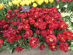 Тюльпан махровий пізній Salcido (Салсідо) 3 цибулинки, фото 3