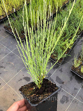 Ракитник вінечний Апрікот джем \ Cytisus 'White Gem' ( саджанці 2 роки), фото 3