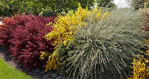 Ракитник вінечний Апрікот джем \ Cytisus 'White Gem' ( саджанці 2 роки), фото 4
